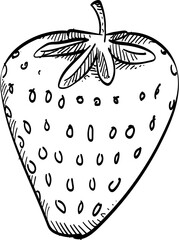 strawberry handdrawn illustration