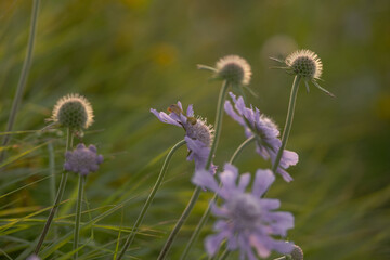 Obraz premium 日本の山