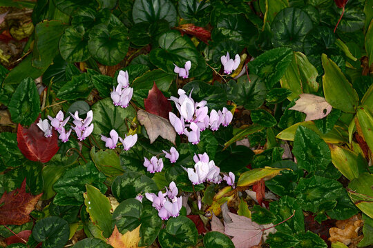 Alpenveilchen, Efeubl&auml;ttriges Alpenveilchen, Cyclamen hederifolium
