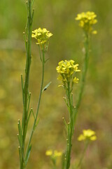 Acker-Schöterich, Erysimum cheiranthoides L.,  blühende  Einzelpflanzen