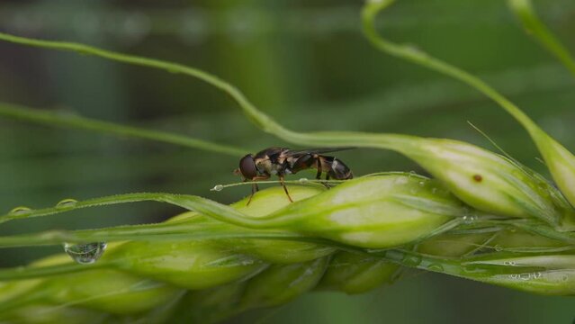 Close-up of a European Drone-Fly or Hoverfly (Eristalis Tenax) on Dew Covered Wheat Early Morning