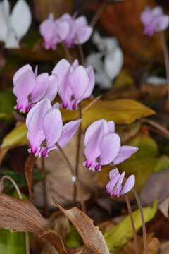 Alpenveilchen, Efeubl&auml;ttriges Alpenveilchen, Cyclamen hederifolium