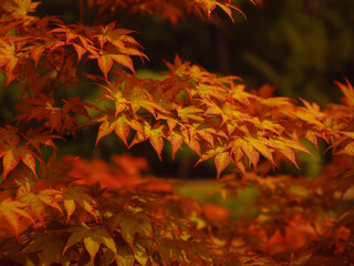 Beautiful autumn leaves that turned red in autumn in Japan. Japanese Maple tree called Acer Palmatum Fireglow in bright sunshine.