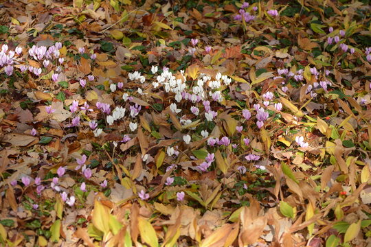 Alpenveilchen, Efeubl&auml;ttriges Alpenveilchen, Cyclamen hederifolium,  zwischen  Herbstlaub  im Halbschatten eines  Baumes