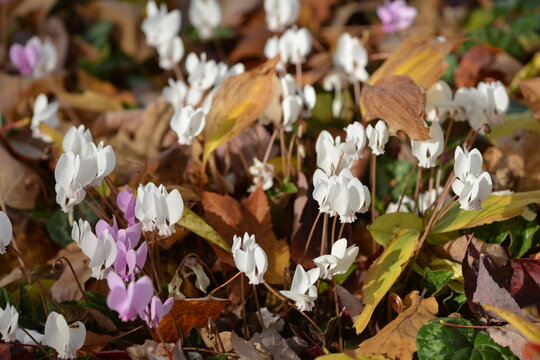 Alpenveilchen, Efeubl&auml;ttriges Alpenveilchen, Cyclamen hederifolium