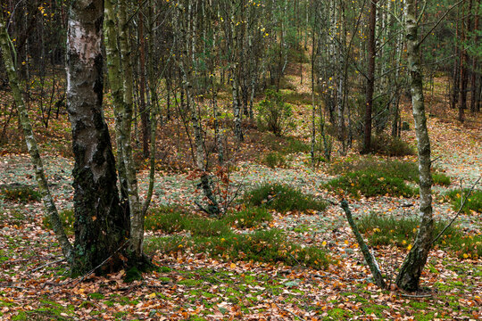 Forest landscape with birch trees and lichens. Autumn in the woods.