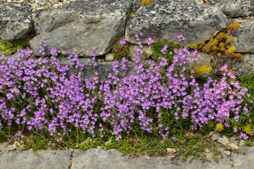 Alpenbalsam,  Erinus alpinus,  Laubblätter und Blüten