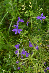 Bl&uuml;hender Gew&ouml;hnlicher, Ackerrittersporn,   Concolida regalis Gray am Rande eines Feldes