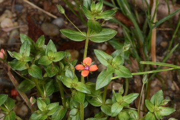 Acker-Gauchheil,  Anagallis arvensis L., Einzelpflanze in der Blüte