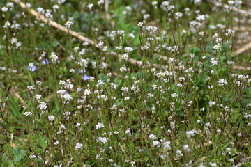 Fototapeta premium Acker-Schmalwand, Arabidopsis thaliana, blühende Pflanzengruppe am Wegrand