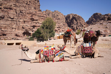 Camel with colorful outfit and decoration resting on the ground in desert area