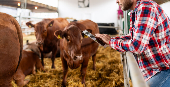 Rancher with tablet. Farmer using digital tablet in livestock, standing among cows. Connected farming.