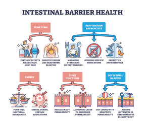 Intestinal barrier health and leaky gut syndrome explanation outline diagram. Labeled educational scheme with medical symptoms, restoration approaches, causes and tight junctions vector illustration. - obrazy, fototapety, plakaty