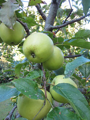 Ramo di albero frutteto con grosse mele verdi in maturazione avvolte da foglie e luce solare