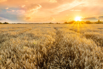 Obraz premium scenic evening in golden wheat field with rustic road, amazing cloudy sunset. rural agriculture landscape of nature view