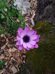 Close-up of beautiful purple color daisy flower