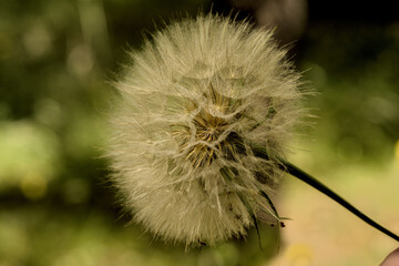 Macro close-up photo of a dandelion seed head.