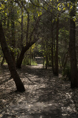 A path through the woods