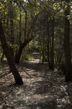 A path through the woods