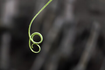 tendrils of melon plants hanging from a fence