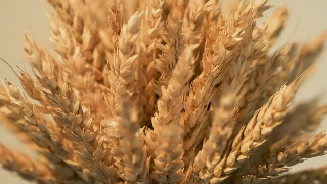 refocus on ears of wheat
