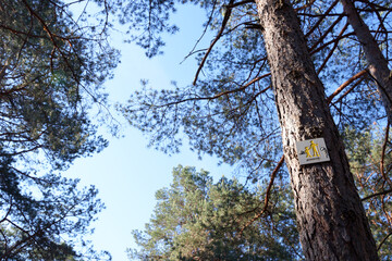Forest sign on pine tree in the Franchard Gorges. Fontainebleau forest