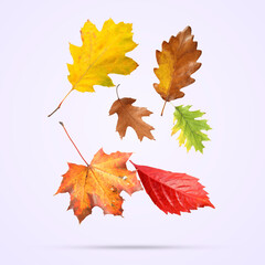 Many different bright autumn leaves falling on light background