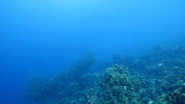 Schooling fish in the coral reef of the Caribbean Sea