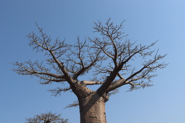 Baobab tree
