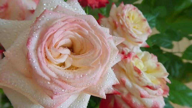 Blooming of Imperatrice Farah hybrid tea roses. Marvelous summer scene of botanical garden with Rosaceae family plant. Beautiful floral background. 4K video (Ultra High Definition).