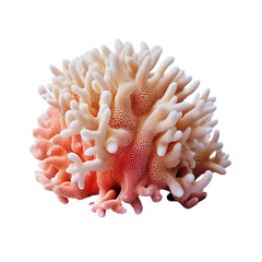 Pink coral isolated on transparent background