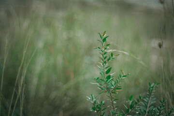 vegetazione spontanea