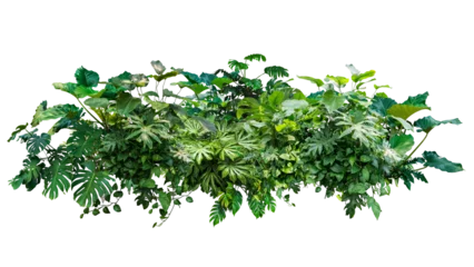 Fotobehang tropical jungle plant green leaves isolated © sakdam