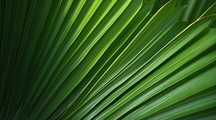 palm leaf background, Close up palm leaf shape detail with dark background