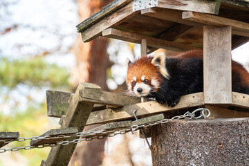 Cute red panda living in a zoo in Japan with tree branch and ground.