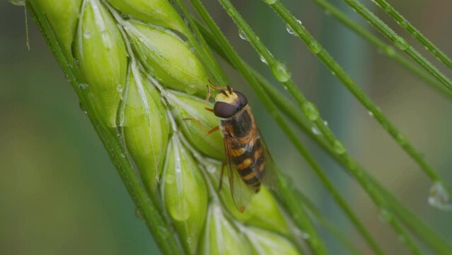 Close-up of a European Drone-Fly or Hoverfly (Eristalis Tenax) Cleaning Itself