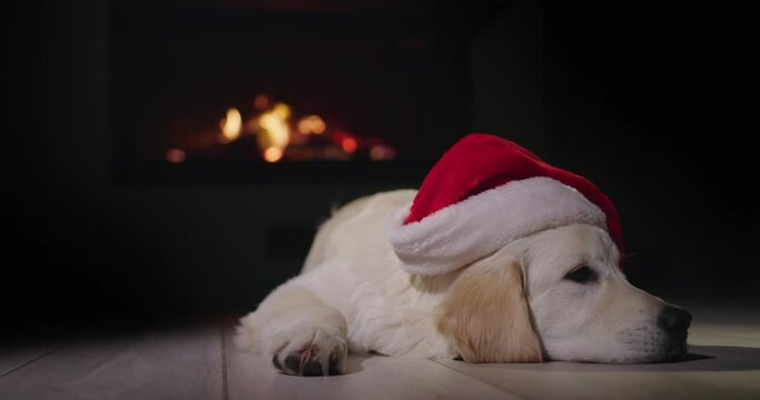 A funny dog in a New Year's cap is dozing against the backdrop of a burning fireplace.