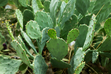 Young sprouts of prickly pear cacti. Solar lighting