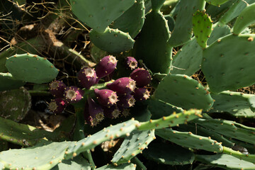 Mature prickly pear cactus fruits close-up