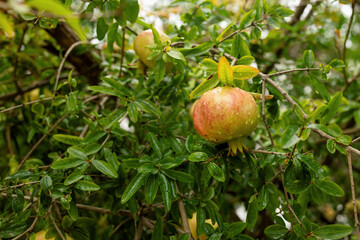A ripe pomegranate fruit among the leaves in close-up
