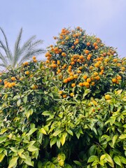 Fototapeta na wymiar Tangerine tree with fresh mandarins