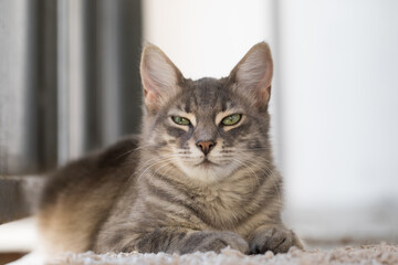 Happy fluffy cat pet lying on the floor at home, indoor portrait