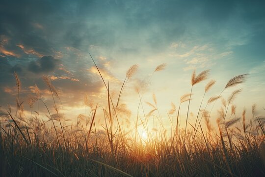 Tranquil summer sunset over vibrant field. Warm glow of sun kisses landscape bathing agriculture in beautiful yellow light. Autumnal scene captures essence of rural beauty