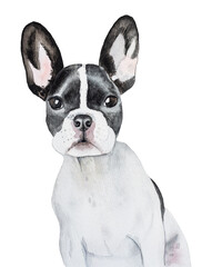 Fototapeta premium Lovely puppy. Beautiful watercolor drawing. Isolated background. Close-up, indoors. Concept of care, education, obedience training and raising pets