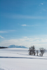 雪原に立つ冬木立と雪山
