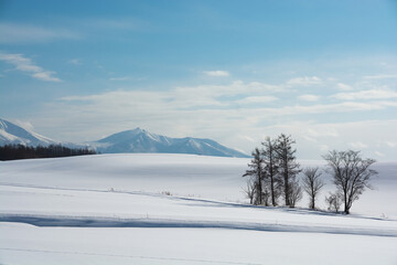雪原に立つカラマツと雪山
