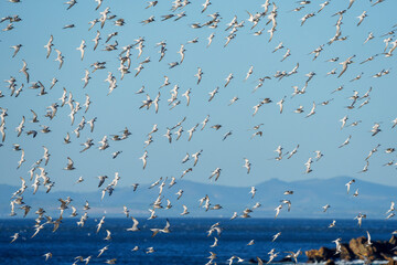 A murmuration of common tern (Sterna hirundo) colony flying at Rooi Els. Western Cape. South Africa