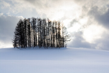 冬の夕暮れの丘の上のカラマツ林　美瑛町
