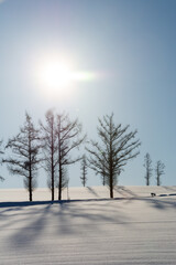 冬の青空と雪原に伸びるカラマツの影
