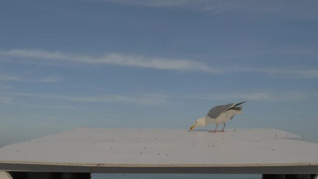 Seagull Eating Flying Ants from a Beach Hut Roof